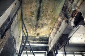 Why You Should Choose Our Mold Remediation Services in Rockwell Place, TX